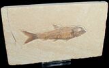Knightia Fish Fossil - Wyoming #6580-1
